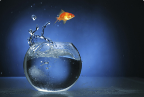 Organisationsanalyse und -Optimierung